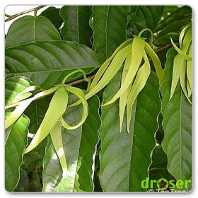 Ylang-ylang (Jagodlin wonny) (Cananga odorata)